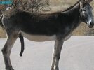 donkey-500x375.jpg